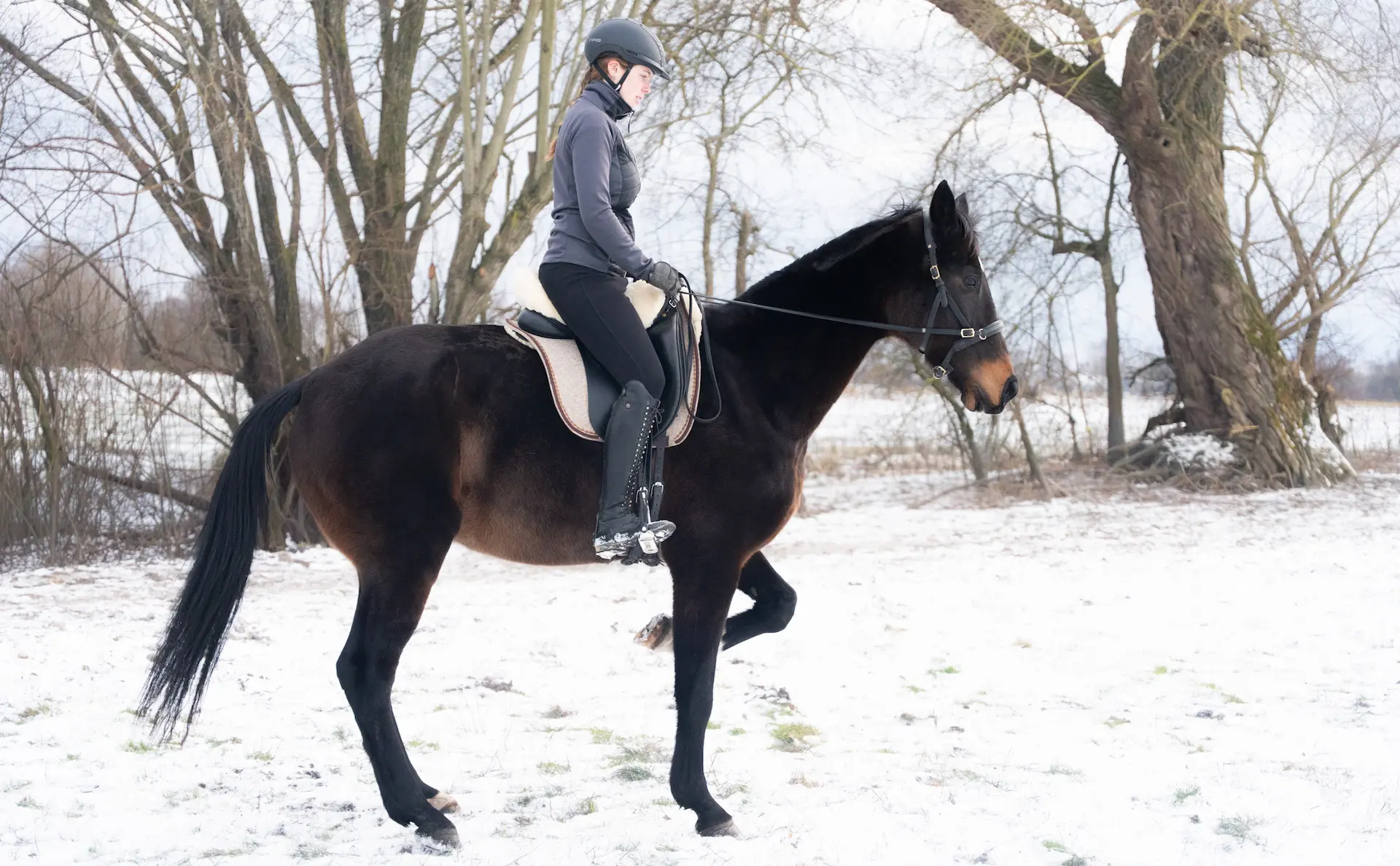 Pferd im Halten