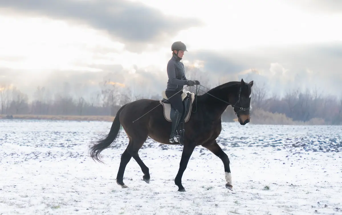 Pferd bei der Arbeit – Lektionen erarbeiten