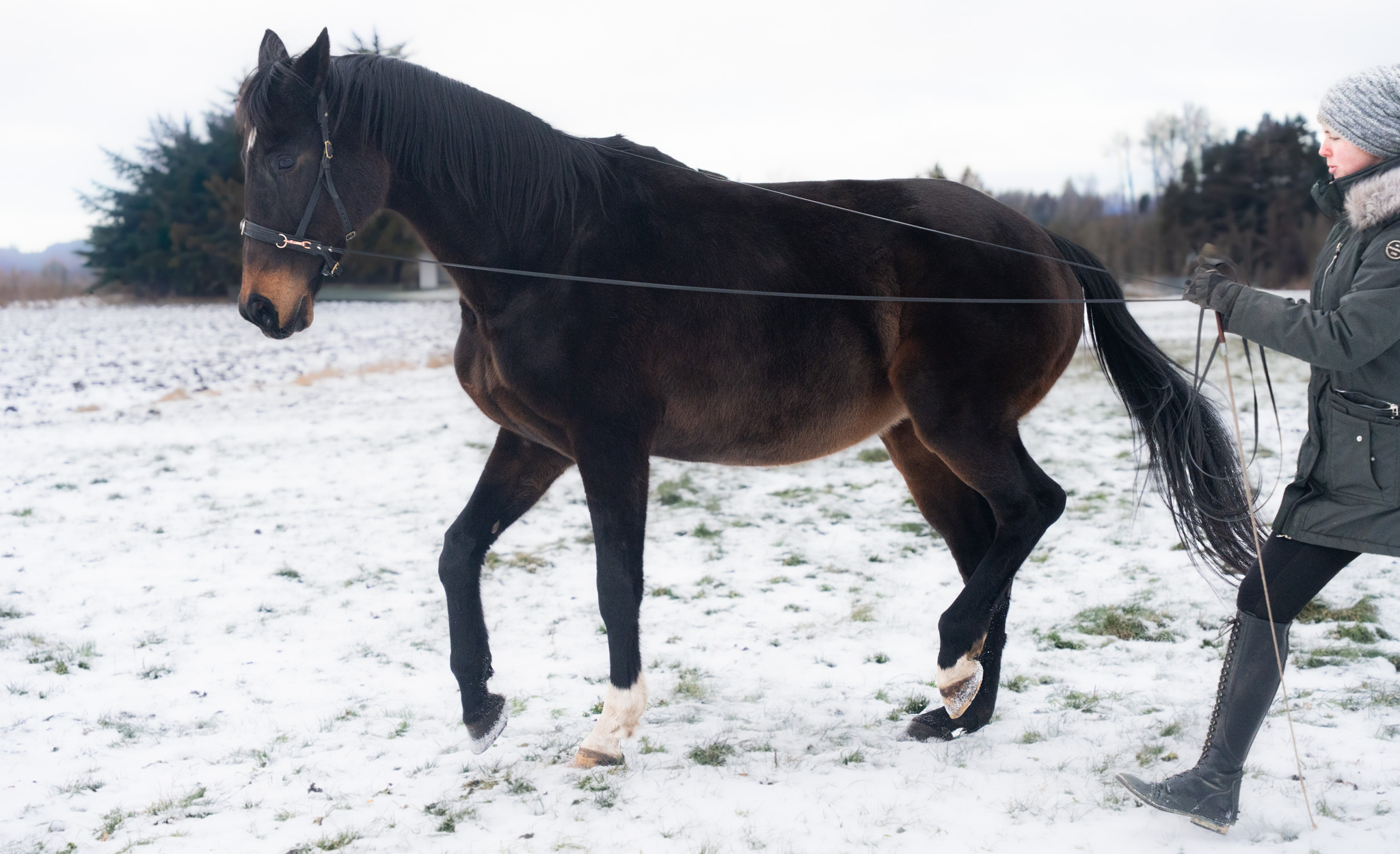 langer Zügel: Piaffansatz