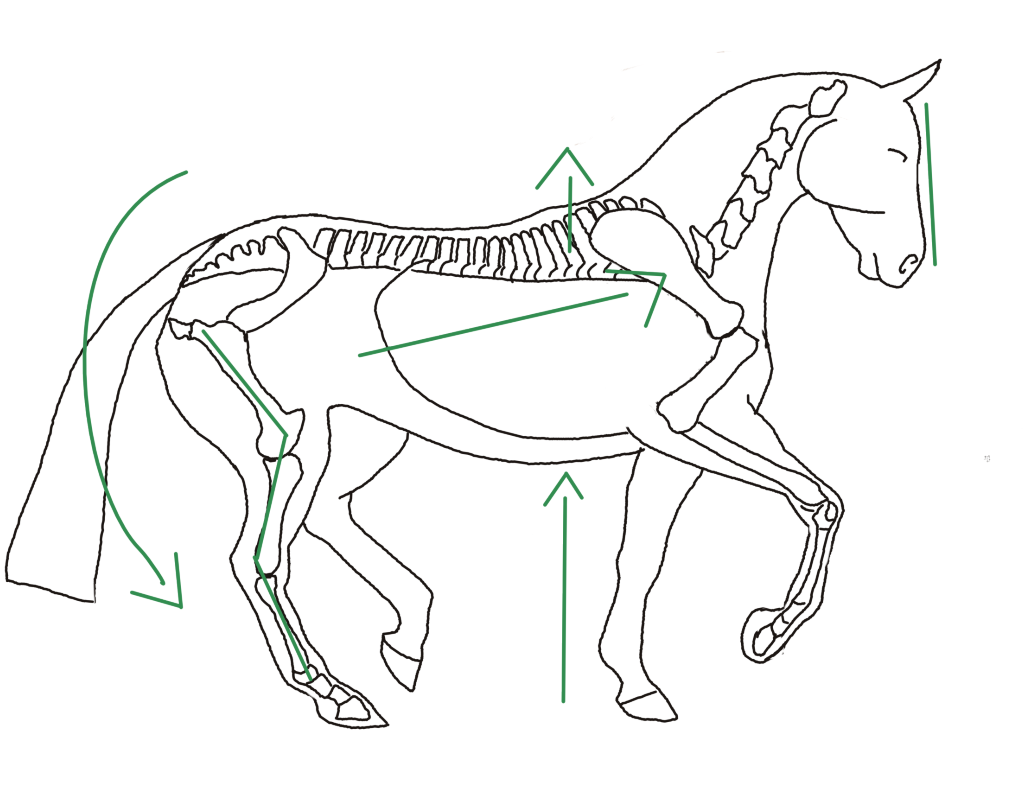 Zeichnung: Auswirkungen Piaffe